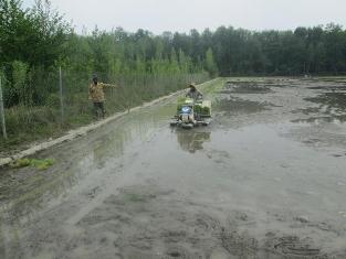 نشا مکانیزه برنج در شالیزارهای عباس آباد