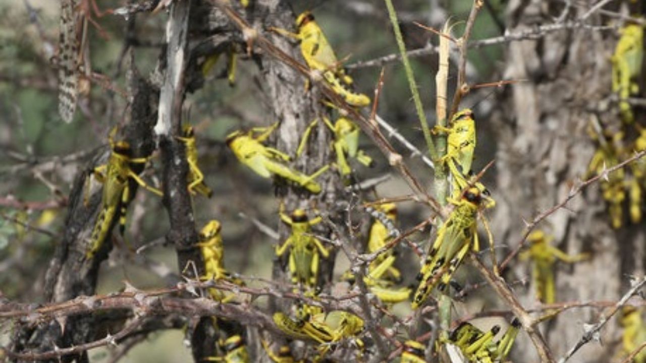 مبارزه با ملخ صحرایی در ۱۸۰ هزار از اراضی کشور