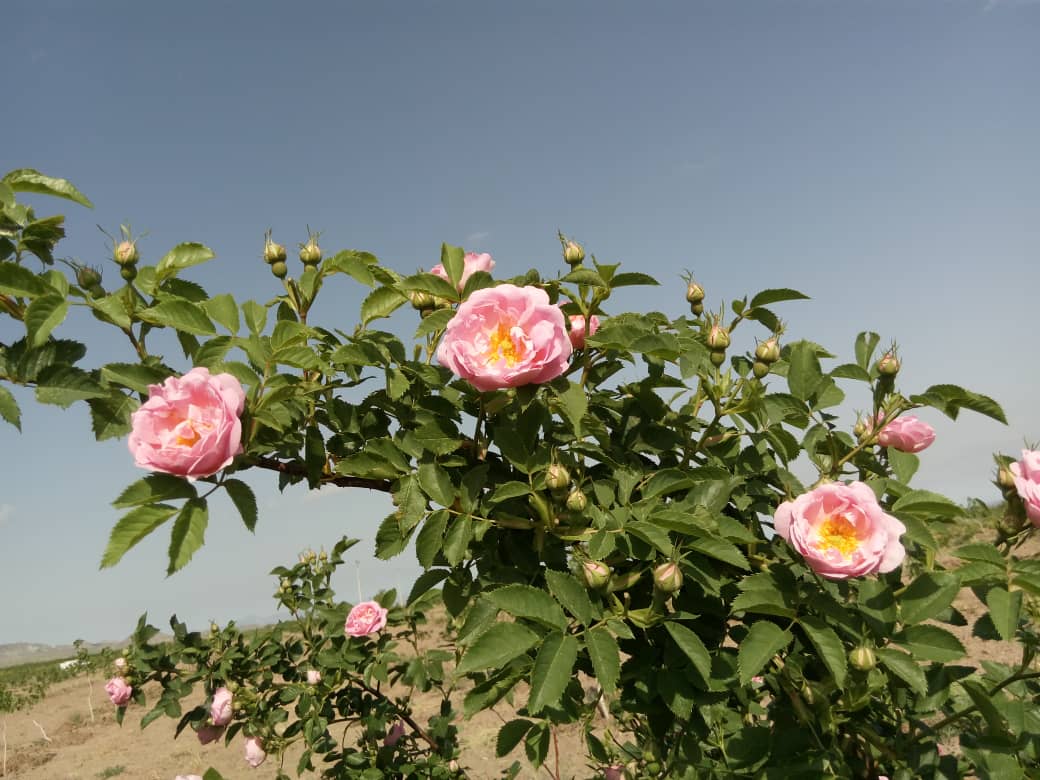 آغاز برداشت گیاهان دارویی از مزارع و باغات  شهرستان خوشاب