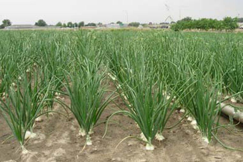 افزایش ده درصدی کشت پیاز نشایی در ابرکوه افزایش ده درصدی کشت پیاز نشایی در ابرکوه