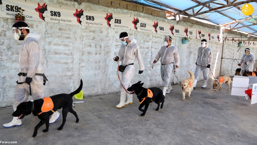 آموزش سگ‌ها برای تشخیص کرونا در ایران