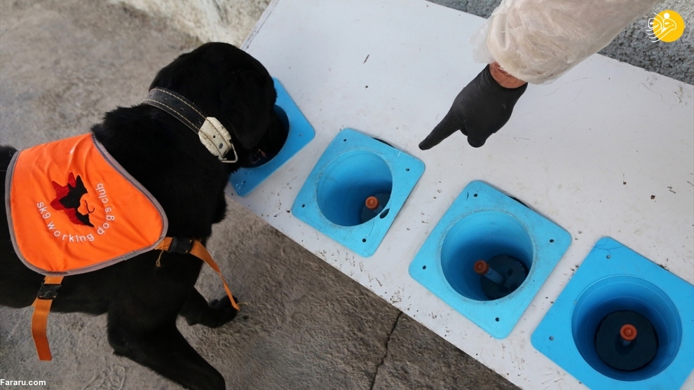 آموزش سگ‌ها برای تشخیص کرونا در ایران