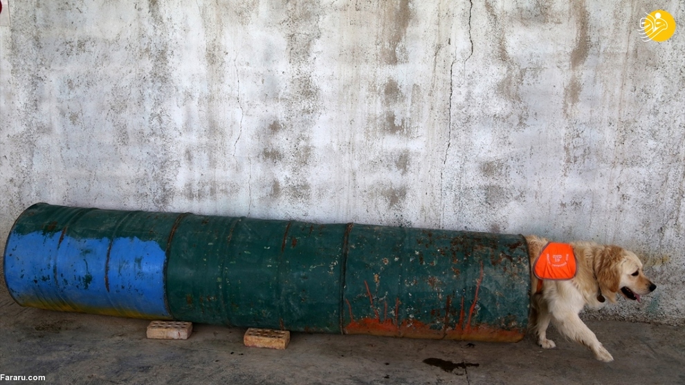 آموزش سگ‌ها برای تشخیص کرونا در ایران