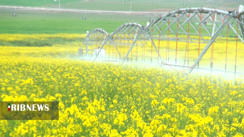 برداشت کلزا از اراضی پایاب سد خداآفرین در مغان برداشت کلزا از اراضی پایاب سد خداآفرین در مغان