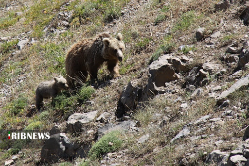 حمله خرس های قهوه ای به زنبورستان مشگین شهر