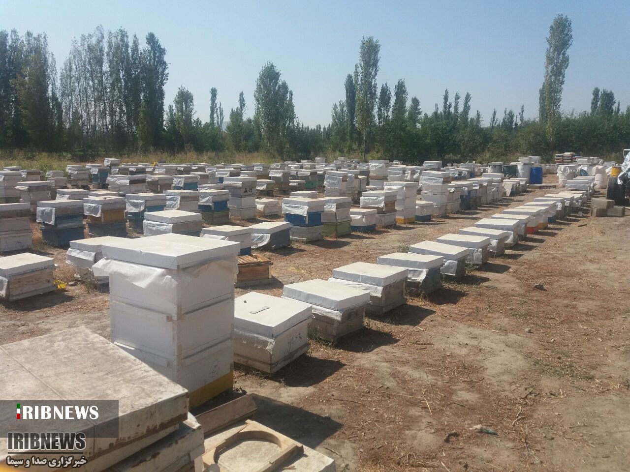 تولید ۶۰ تن عسل در خراسان جنوبی تولید ۶۰ تن عسل در خراسان جنوبی
