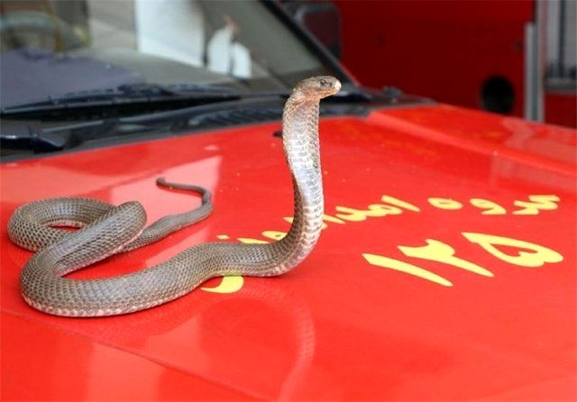 زنده گیری 131 مار در اهواز زنده گیری 131 مار در اهواز