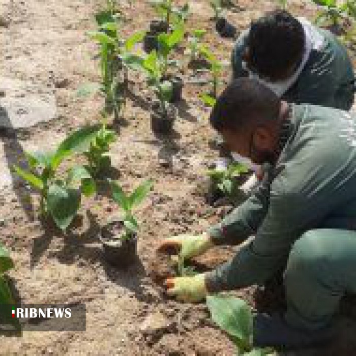 استفاده از چمن در فضاهای شهری : 