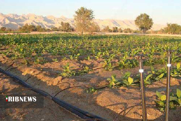 استفاده از چمن در فضاهای شهری : 