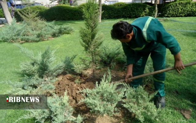 استفاده از چمن در فضاهای شهری : 