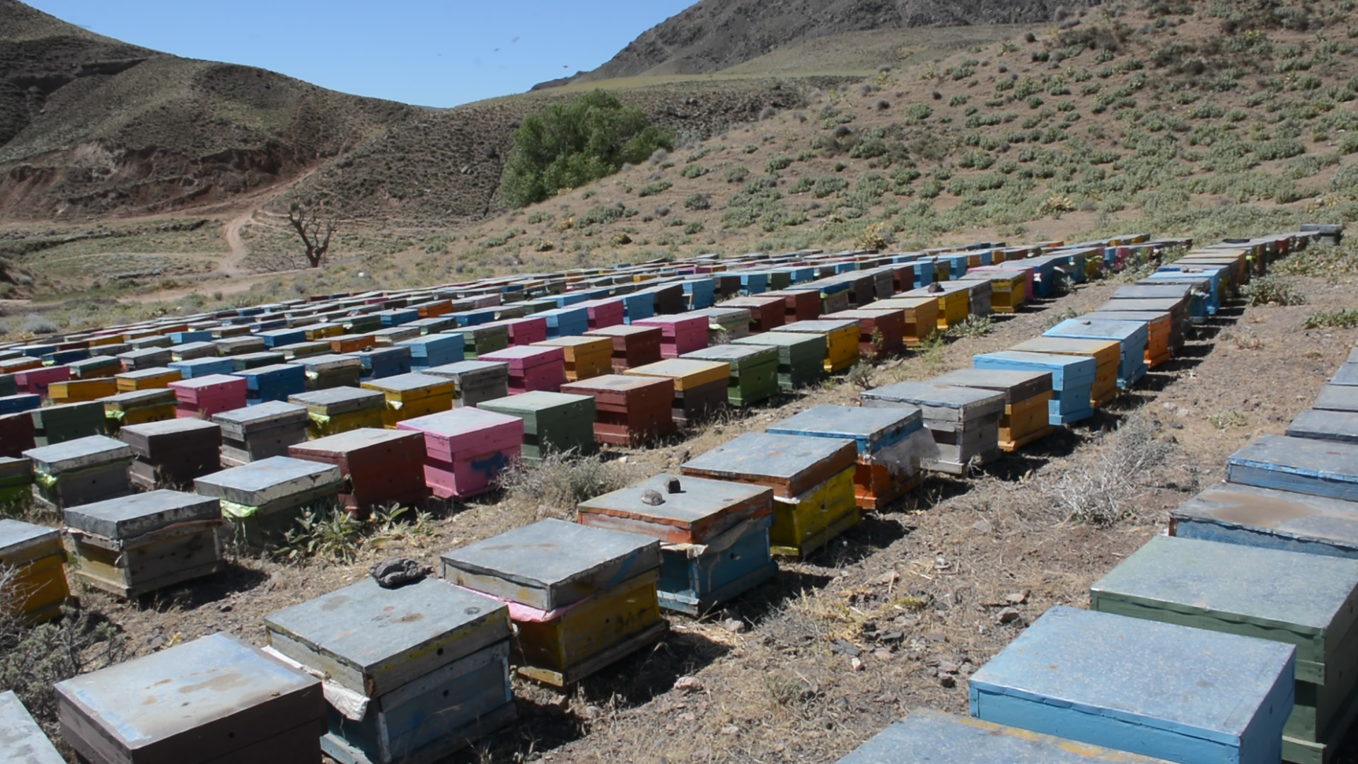 پیش بینی برداشت ۴۵ تن عسل در باخرز پیش بینی برداشت ۴۵ تن عسل در باخرز