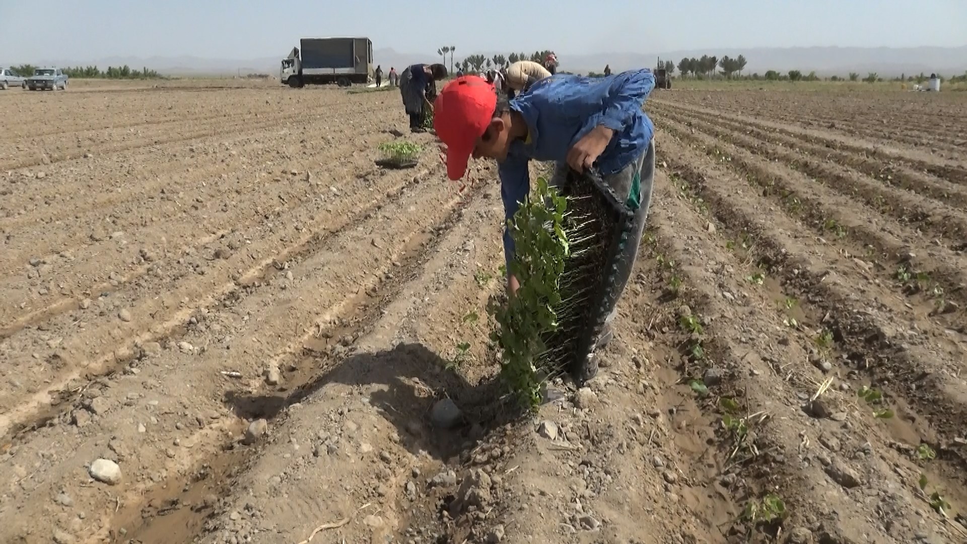 شهرستان قاین، دارای بیشترین سطح زیرکشت نشایی در استان شهرستان قاین، دارای بیشترین سطح زیرکشت نشایی در استان