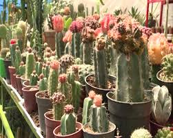 مشاغل خانگی، نسخه‌ای برای التیام درد بیکاری