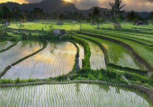 ۳۱مرداد آخرین فرصت برای بیمه محصول برنج ۳۱مرداد آخرین فرصت برای بیمه محصول برنج