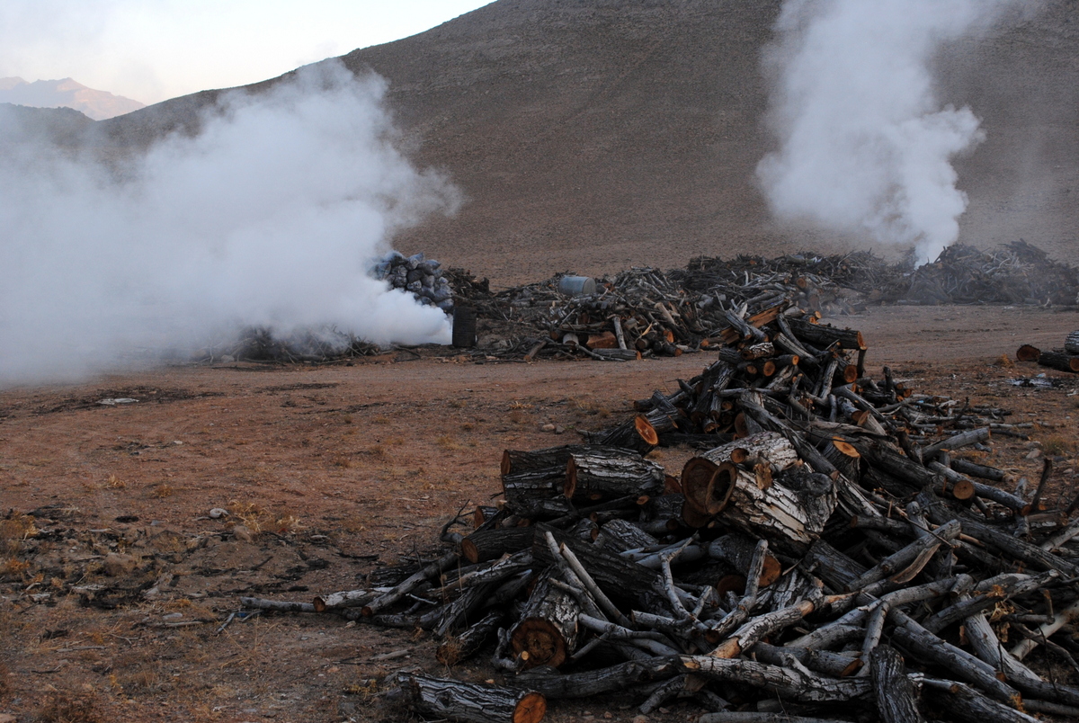 روسیاهی زغال سازان در جنگل‌ها