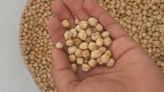 نخود کشاورزان در انبارها خاک میخورد؛ بازار واردات همچنان داغ است نخود کشاورزان در انبارها خاک میخورد؛ بازار واردات همچنان داغ است