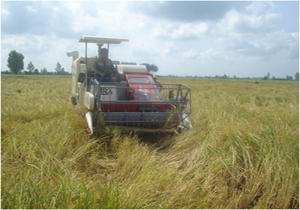 برداشت مکانیزه شلتوک در قائمشهر