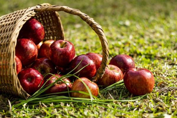 تنظیم هورمون‌های بدن با خوراکی‌ها