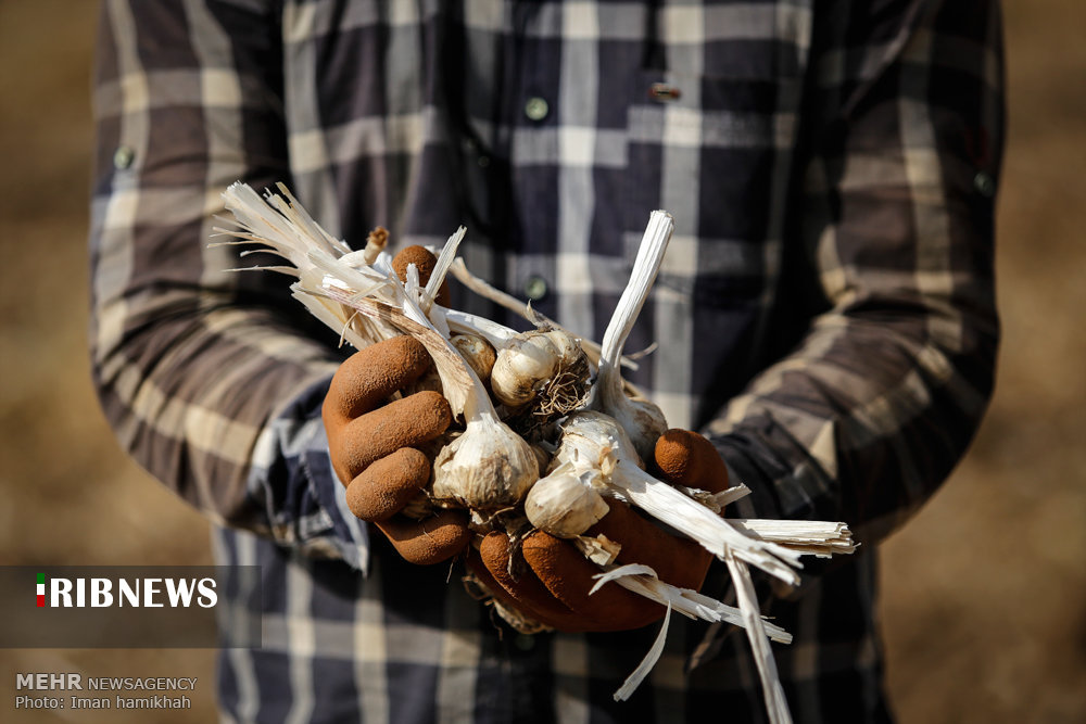 سیر همدان مرواریدی گرانبها اما مهجور