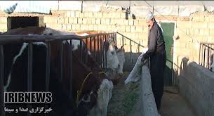 اختصاص ۶ هزار تن نهاده های دامی به استان
