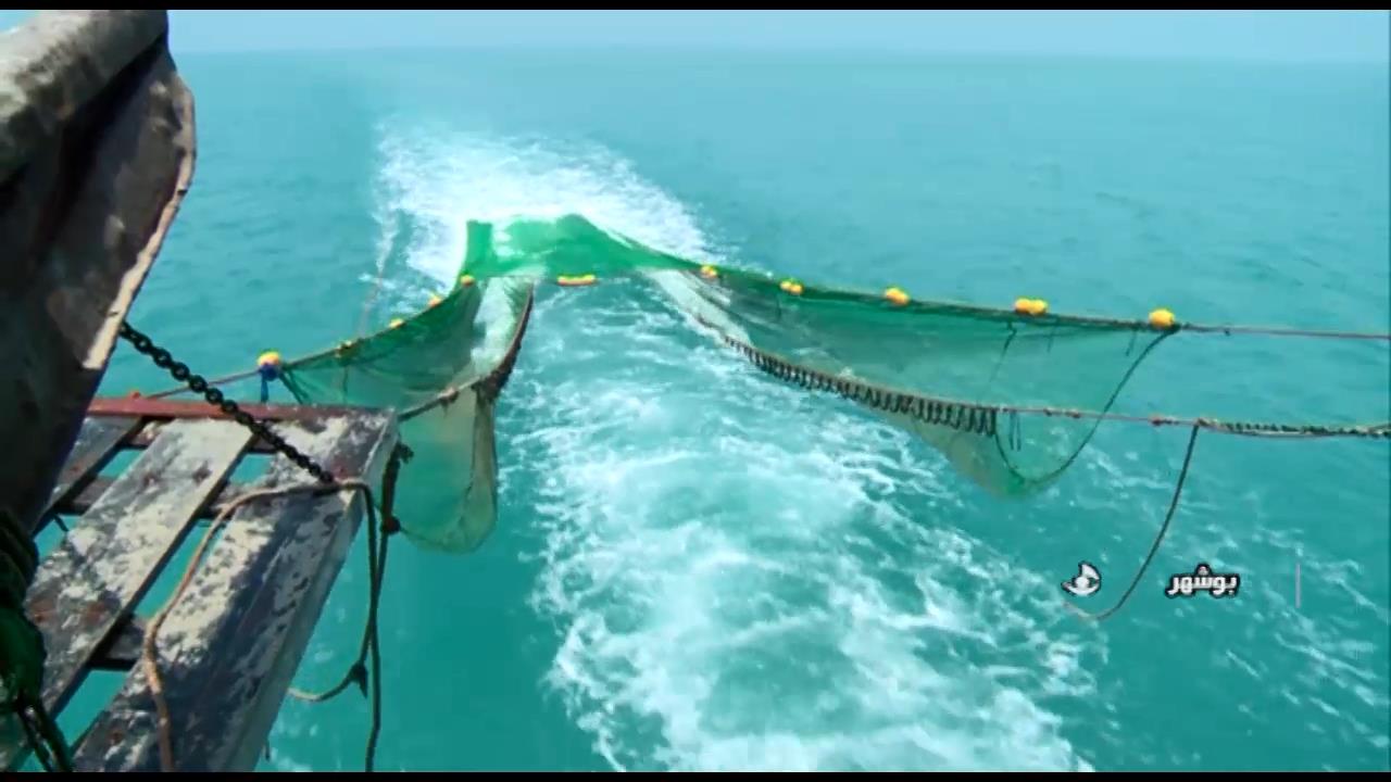 پایان صید میگو در آبهای ساحلی استان بوشهر