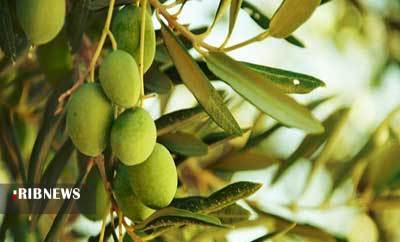 تلخ شدن طعم زیتون در ذائقه تولید