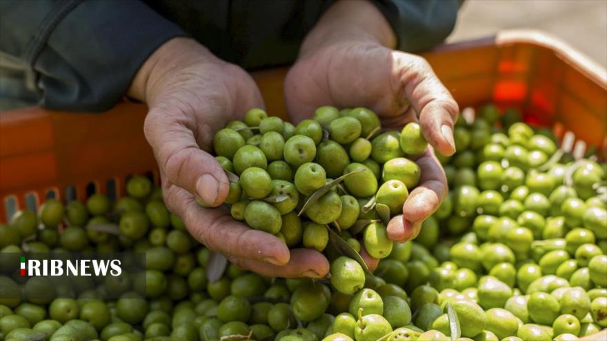 تلخ شدن طعم زیتون در ذائقه تولید