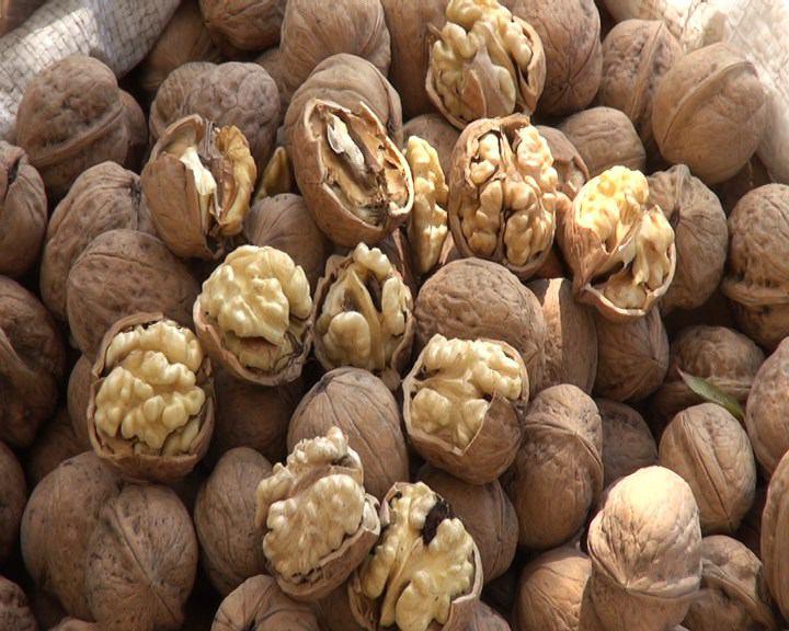 پیش بینی تولید ۴۰۰ تنی گردو در شهرستان نور پیش بینی تولید ۴۰۰ تنی گردو در شهرستان نور