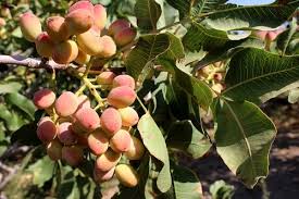 آغاز برداشت پسته از باغات ساوه آغاز برداشت پسته از باغات ساوه