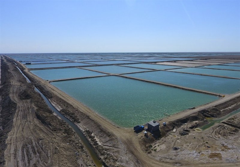 ۴۵۰۰ هکتار به اراضی پرورش میگو در استان بوشهر افزوده می‌شود