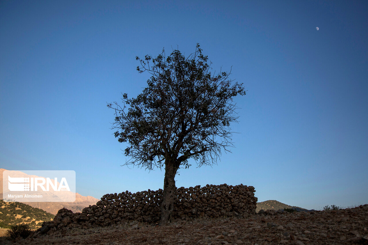 جنگل های بلوط زاگرس جنگل های بلوط زاگرس