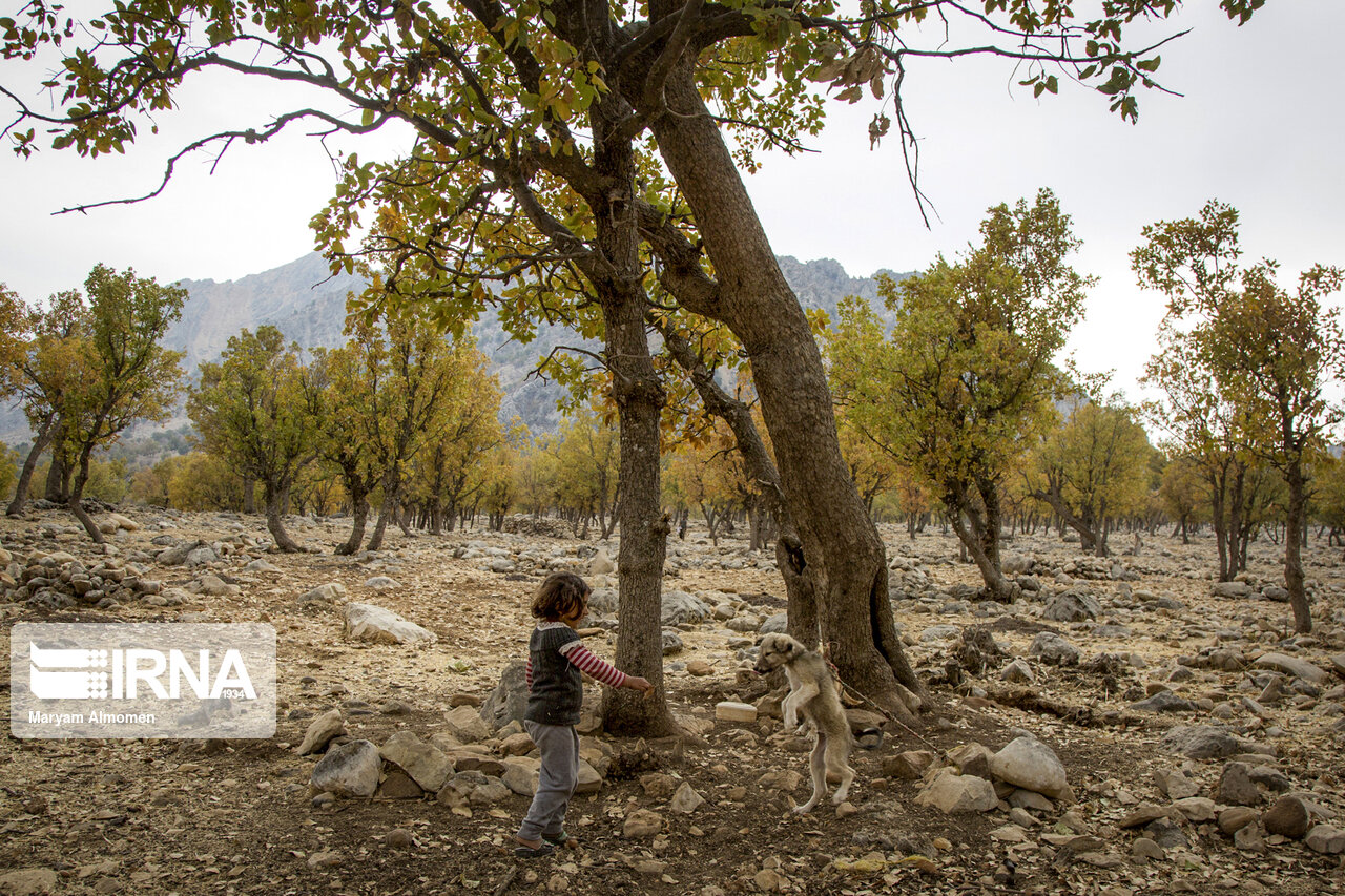 جنگل های بلوط زاگرس جنگل های بلوط زاگرس