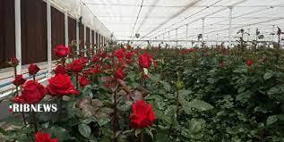 تولید سالیانه ۲ و نیم میلیون گل&zwnj;های شاخه بریده در همدان