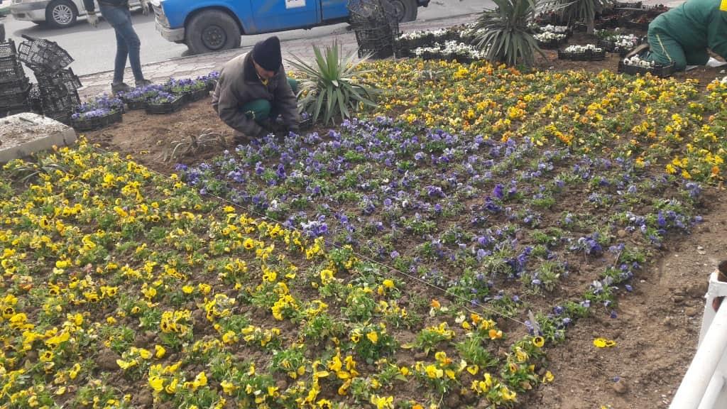 گلباران مقدم بهار با 4 میلیون بوته گل در سطح شهر ارومیه
