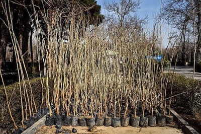 توزیع یکصدهزار اصله نهال به مناسبت روز درختکاری در ارومیه