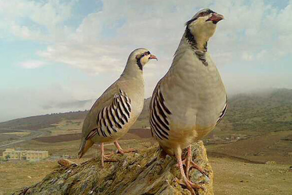 دستگیری شکارچی متخلف در روانسر