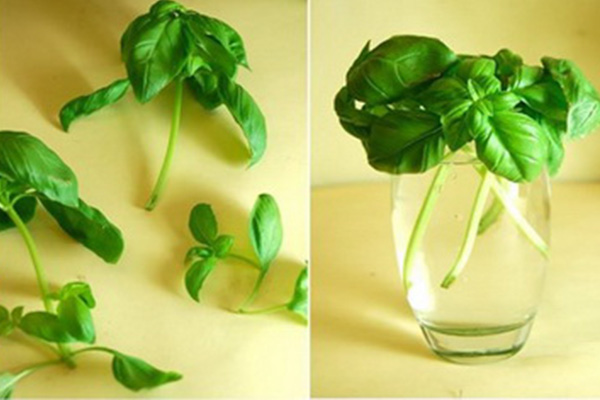 روش کاشت ریحان در آب روش کاشت ریحان در آب