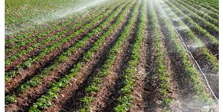 رشد ۲ برابری شبکه های آبیاری نوین کشاورزی البرز