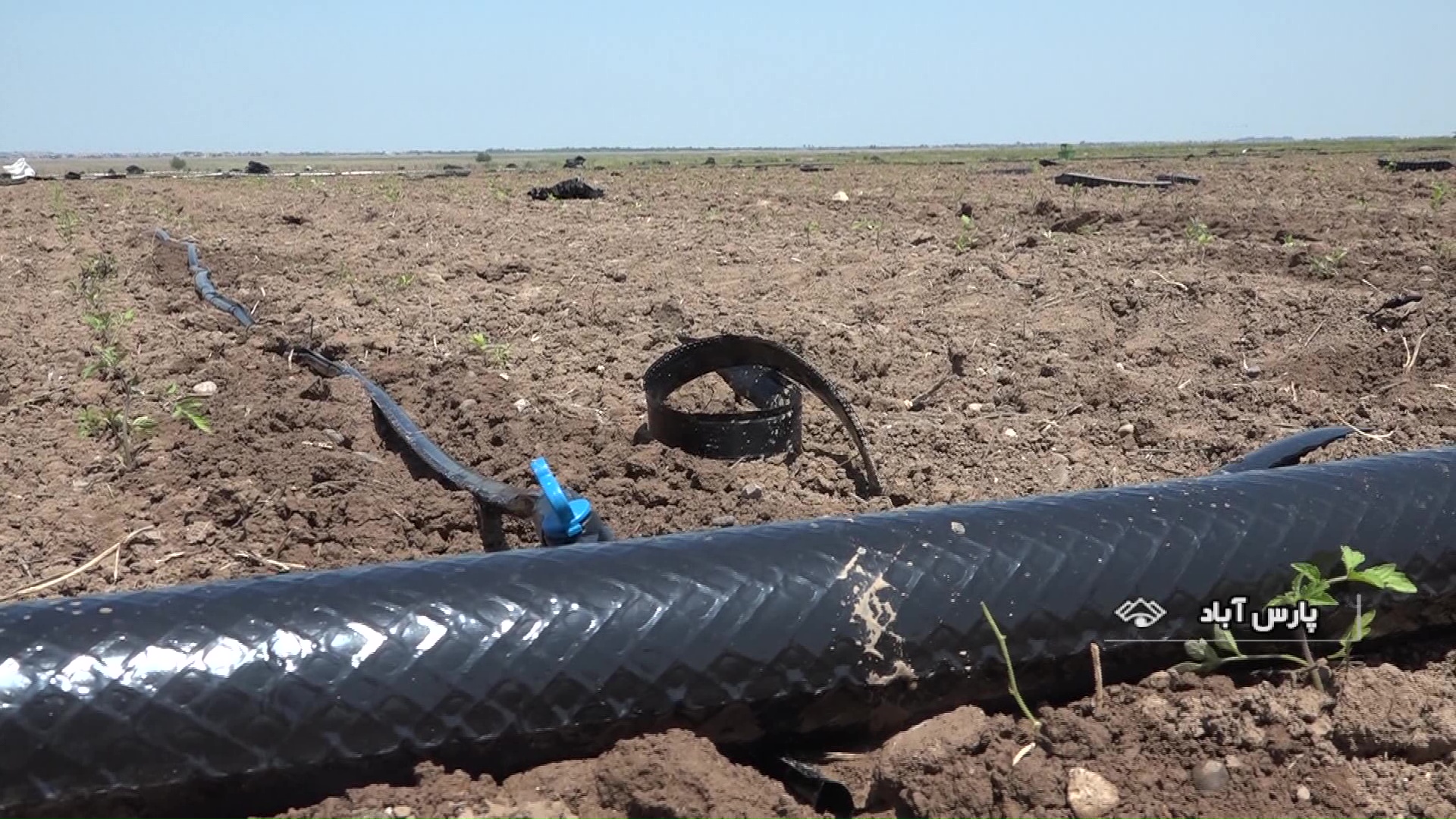 پیش بینی تولید ۶ هزار تن گوجه