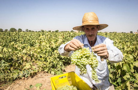 برداشت انگور در از تاکستان های ملایر