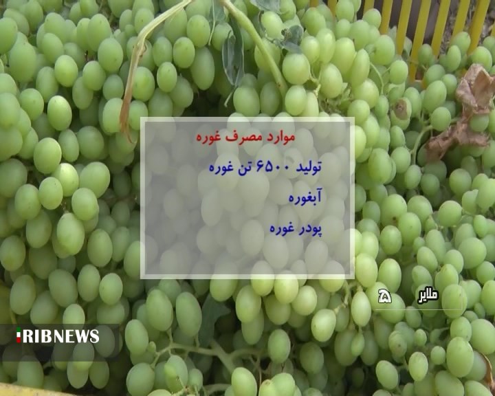 آغاز برداشت غوره از تاکستان های ملایر آغاز برداشت غوره از تاکستان های ملایر