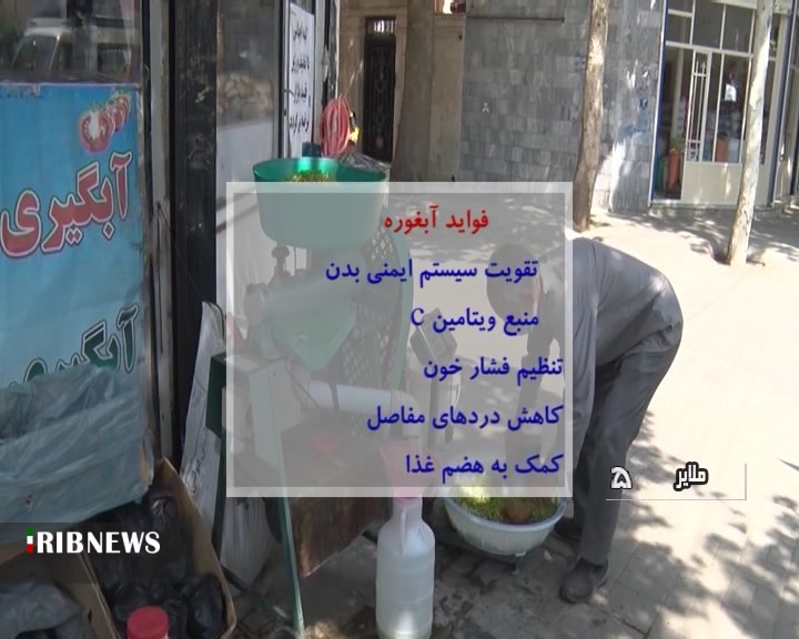 آغاز برداشت غوره از تاکستان های ملایر آغاز برداشت غوره از تاکستان های ملایر