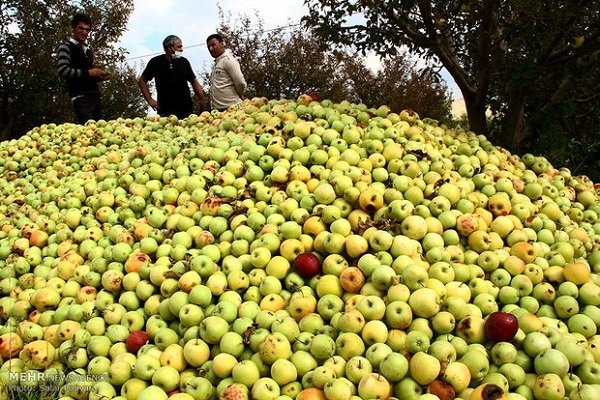 امسال هم؛ رنگ از رخ قطب سیب ایران پرید/ دسترنج یکساله کشاورزان در جیب دلالان