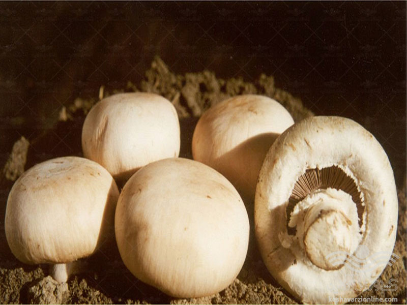 گرم کردن مجدد قارچ خطرناک است