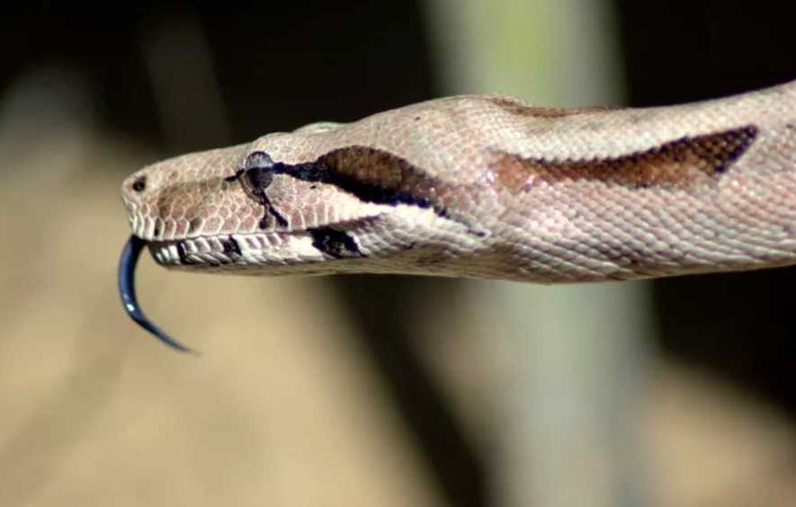 ۸ حقیقت خواندنی درمورد مار بوآ مار بوآ