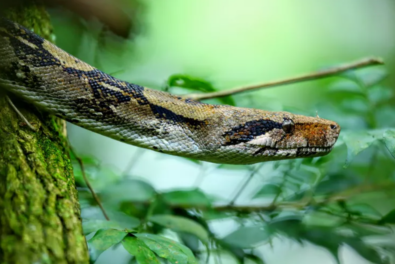 ۸ حقیقت خواندنی درمورد مار بوآ مار بوآ