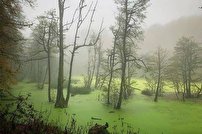 مردابی رمزآلود در آغوش جنگل +فیلم