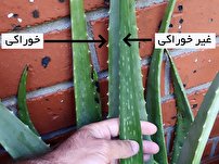 آلوئه ورا یا اعجوبه طبیعت را به خانه تان بیاورید + آموزش پرورش آن