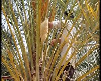 آغاز گرده‌افشانی نخیلات در استان بوشهر