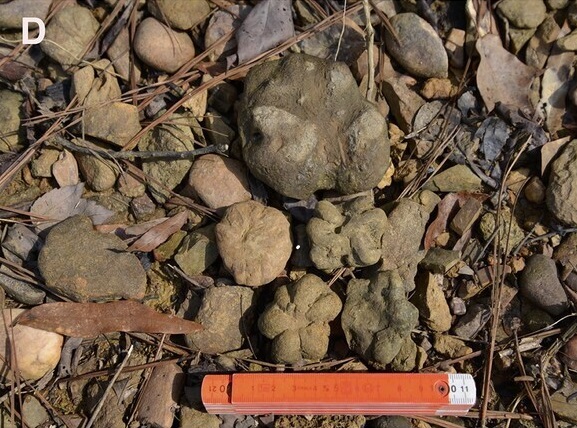 «چیز» ۵۰۰ میلیونسالهای که دانشمندان را سردرگم کرده است! «چیز» ۵۰۰ میلیونسالهای که دانشمندان را سردرگم کرده است!